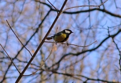 Sikora bogatka fot. Paweł Cieniuch