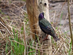 Szpak fot. Jakub Stawiarski