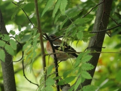 Zięba fot. Paweł Cieniuch