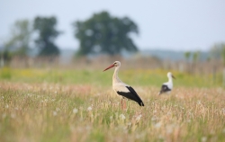 Bocian biały w naturalnym środowisku