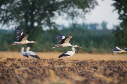 Bociani sejmik przed odlotem do Afryki