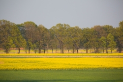 Przykład nienagannej uprawy rzepaku
