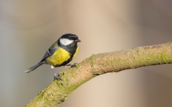 Fot.1. Samiec bogatki swoim głośnym cici deee nawołuje partnerkę. Fot. Krzysztof Gajda