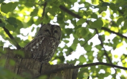 Fot.3. Puszczyk najpopularniejsza ale bardzo skryta sowa. Fot. Krzysztof Gajda