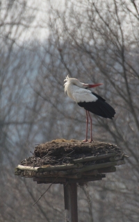 Fot.4. Bocian biały śpiewa trochę inaczej ale też pięknie. Fot. Krzysztof Gajda