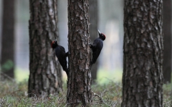 Fot.5. Dzięcioły czarne walczące o terytorium. Fot. Krzysztof Gajda