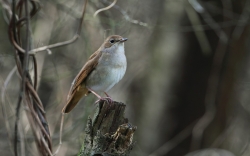 Fot. 2. Słowik rdzawy skryty ptak którego głośne serenady można usłyszeć nocą. Fot. Krzysztof Gajda