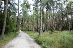 Las w dużym stopniu zmieniony przez człowieka. Fot. Danuta Wyrzykowska