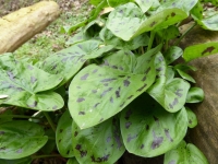 Obrazki plamiste liście fot. A.Szmatowicz