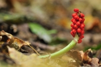 Obrazki plamiste owoce fot. R.Orzechowski