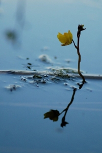 pływacz zwyczajny fot. R. Orzechowski