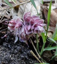 Łuskiewnik różowy fot. P.Cieniuch