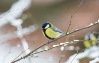 Bogatka w zimowej scenerii fot. Krzysztof Gajda