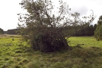 Czatownia na ptaki szponiaste fot. Krzysztof Gajda