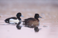 Czernice fot. Krzysztof Gajda