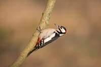Dzięcioł duży fot. Krzysztof Gajda