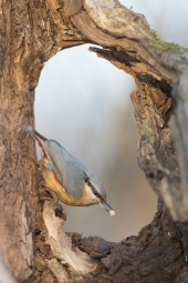 Kowalik przy karmniku fot. Krzysztof Gajda