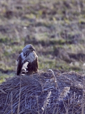 Myszołów włochaty fot. Krzysztof Gajda