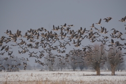 Gęsi na polach w Paku Krajobrazowym Ujście Warty fot. A.Szmatowicz