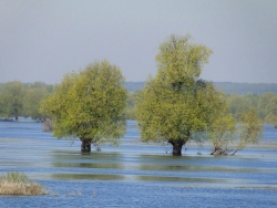 Rozlewiska wiosną w Parku Krajobrazowym Ujście Warty fot. P.Cieniuch
