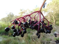 Bez czarny fot. A. Szmatowicz