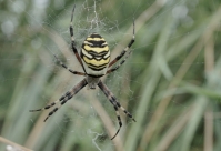 Tygrzyk paskowany fot. A. Szmatoicz