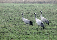 Żurawie w Parku Krajobrazowym Ujście Warty fot. P. Cieniuch