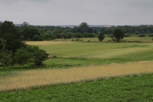 Baza żerowiskowa błotniaków stawowych