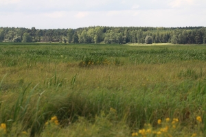 Potencjalne miejsca lęgów błotniaków stawowych