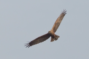 Samica błotniaka stawowego