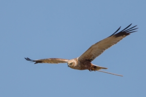 Samiec błotniaka stawowego