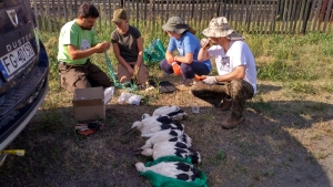 obrączkowanie bocianów 2018 fot. A. Szmatowicz