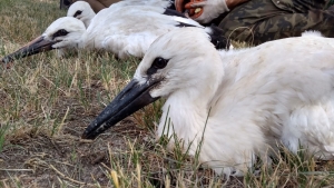 Obrączkowanie bocianów 2018 fot. A. Szmatowicz