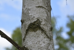 Brewki na pniu brzozy fot. Barbara Semkło
