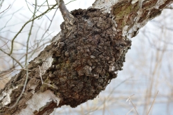 Guz zniekształcający pień brzozy fot. Barbara Semkło