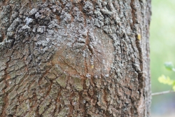 Róża na pniu dębu fot. Barbara Semkło