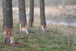 Uszkodzenia mechaniczne pnie sosen ogryzionych przez bobry fot. Barbara Semkło