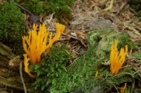 Pięknonóg największy