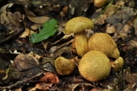 Podgrzybek tęgoskórowy