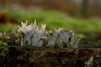 Próchnilec gałęzisty