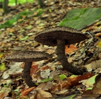 Szyszkowiec łuskowaty