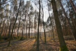 Leśna gra cieni fot. Katarzyna Kopka