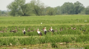 Młode bociany białe przed jesiennym odlotem do Afryki i gniazdujące gęgawy w Parku Krajobrazowym Ujście Warty fot. Paweł Cieniuch