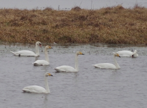 Zimujące na rozlewiskach Warty łabędzie krzykliwe fot. Paweł Cieniuch