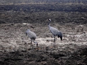 Zimujące żurawie w okolicach miejscowości Jamno fot. Paweł Cieniuch