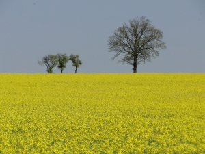 Pola uprawne w Barlinecko-Gorzowskim Parku Krajobrazowym fot. Paweł Cieniuch