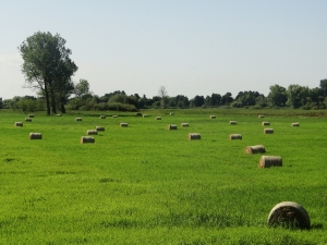 Sianokosy w Parku Krajobrazowym Ujście Warty fot. P. Cieniuch