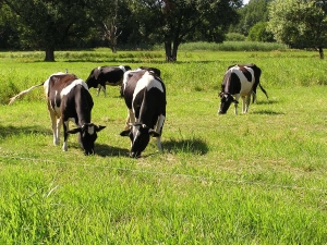 Wypas zwierząt w Pszczewskim Parku Krajobrazowym, fot. archiwum ZPKWL