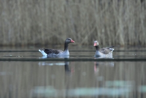 Gęś gęgawa Anser anser fot. K. Gajda
