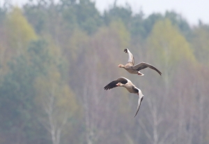 Gęś gęgawa w locie fot. K.Gajda